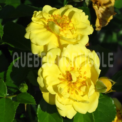 image de Rosa Flower Carpet Yellow