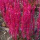 image de Celosia spicata