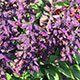 image de Salvia splendens