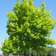 image de Acer platanoides