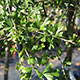 image de Caragana halodendron (sur tige)