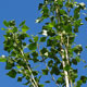image de Populus nigra var. thevestina