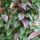 image de Prunus cerasifera
