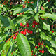 image de Prunus pensylvanica