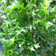 image de Quercus palustris