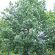 image de Quercus robur