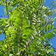image de Sorbus aucuparia