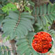 image de Sorbus aucuparia