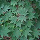image de Acer pseudosieboldianum