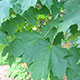 image de Acer saccharum