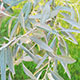 image de Elaeagnus angustifolia