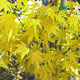 image de Acer palmatum
