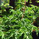 image de Acer palmatum