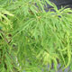 image de Acer palmatum var. dissectum