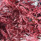 image de Acer palmatum var. dissectum
