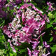 image de Hydrangea macrophylla