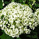 image de Hydrangea arborescens
