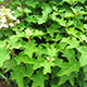 image de Hydrangea quercifolia