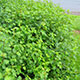 image de Ribes alpinum