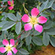 image de Rosa glauca (R. rubrifolia)