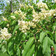 image de Sambucus racemosa subsp. pubens