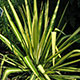 image de Yucca filamentosa