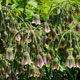 image de Allium siculum