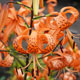 image de Lilium lancifolium