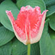 image de Tulipa 