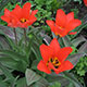 image de Tulipa greigii