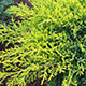 image de Juniperus chinensis