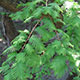image de Metasequoia glyptostroboides