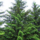 image de Picea abies