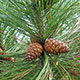 image de Pinus resinosa