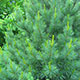 image de Pinus strobus