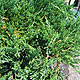 image de Juniperus horizontalis