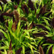 image de Pennisetum glaucum