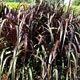image de Pennisetum purpureum