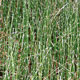 image de Equisetum hyemale