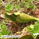 image de Sarracenia purpurea