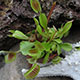 image de Dionaea muscipula