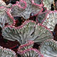 image de Euphorbia lactea