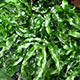 image de Microsorum diversifolium