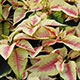 image de Euphorbia pulcherrima
