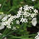 image de Allium tuberosum