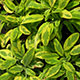 image de Salvia officinalis
