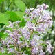 image de Syringa x hyacinthiflora