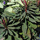 image de Euphorbia amygdaloides
