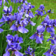 image de Iris sibirica