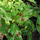 image de Persicaria virginiana filiformis